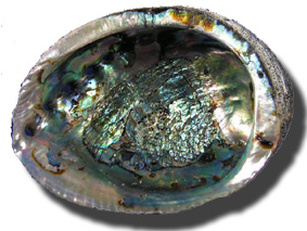 Haliotis - Perle Abalone