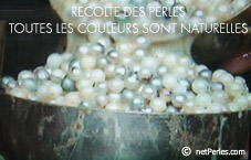 recolte des perles