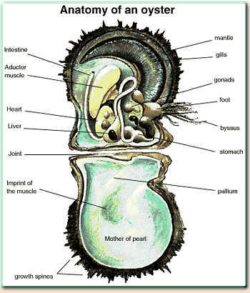 anatomie d'une huitre perlière